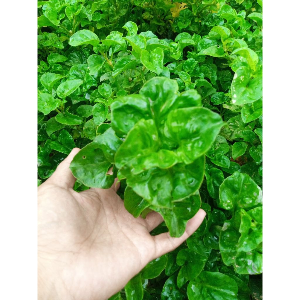 

Bayam Brazil //sayuran bayam//bayam sehat//