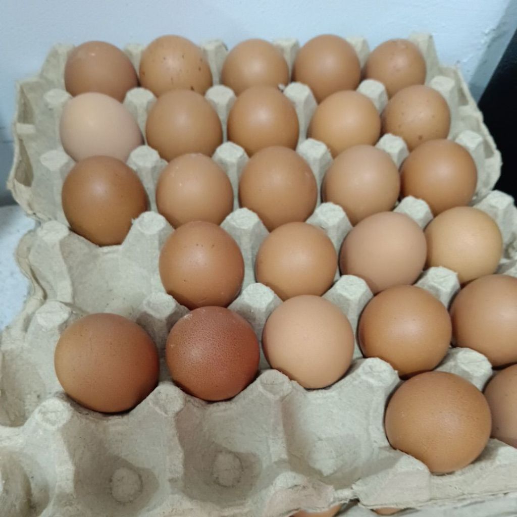 

Telor Ayam selalu fresh Area Haurgeulis- Gantar