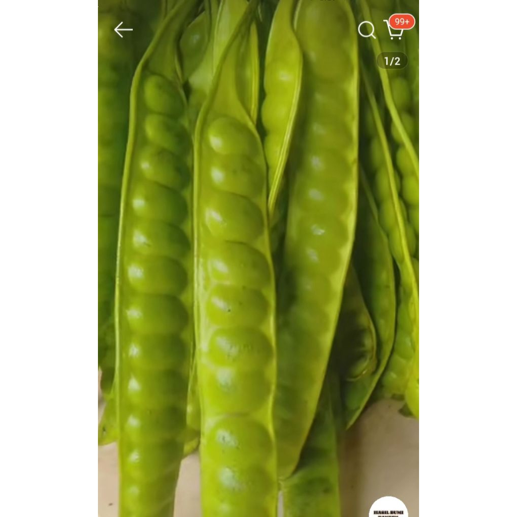 

PETAI/PETE MURAH 1 PAPAN 5.000