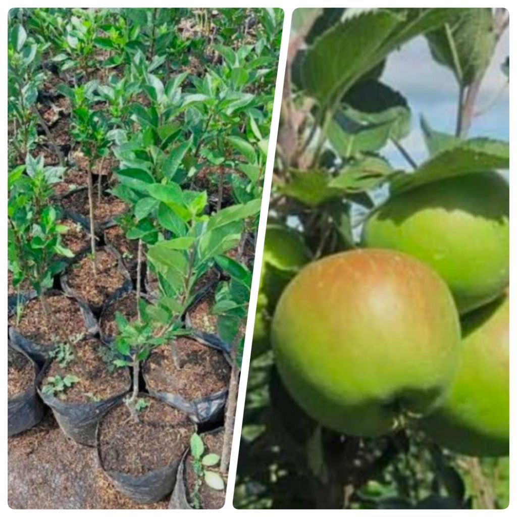 Bibit Apel Malang Cepat Berbuah