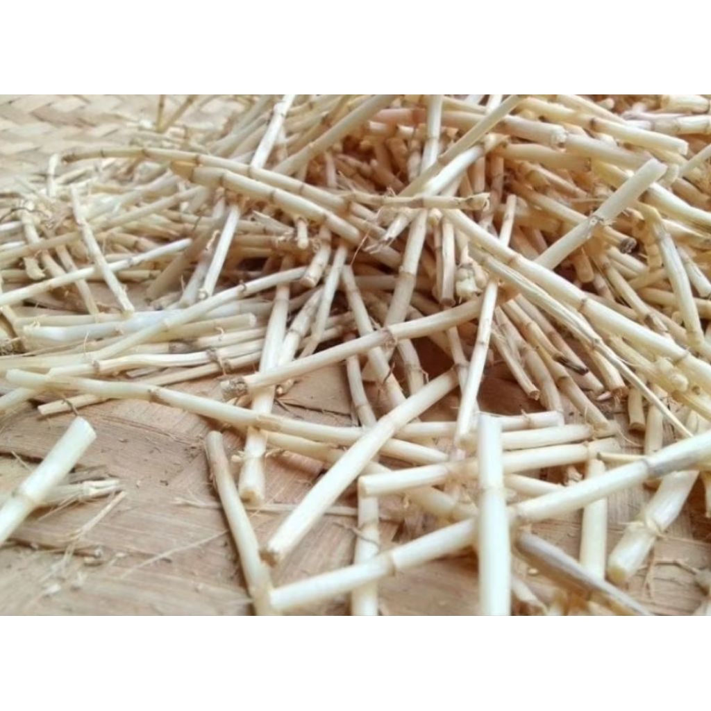 

1kg akar alang-alang segar kualitas terbaik