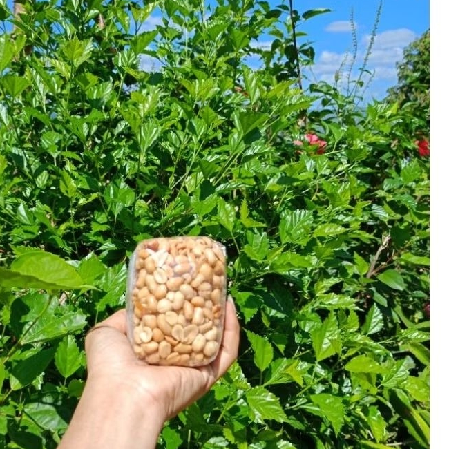 

Kacang Bawang 250 gr COD asli wonogiri