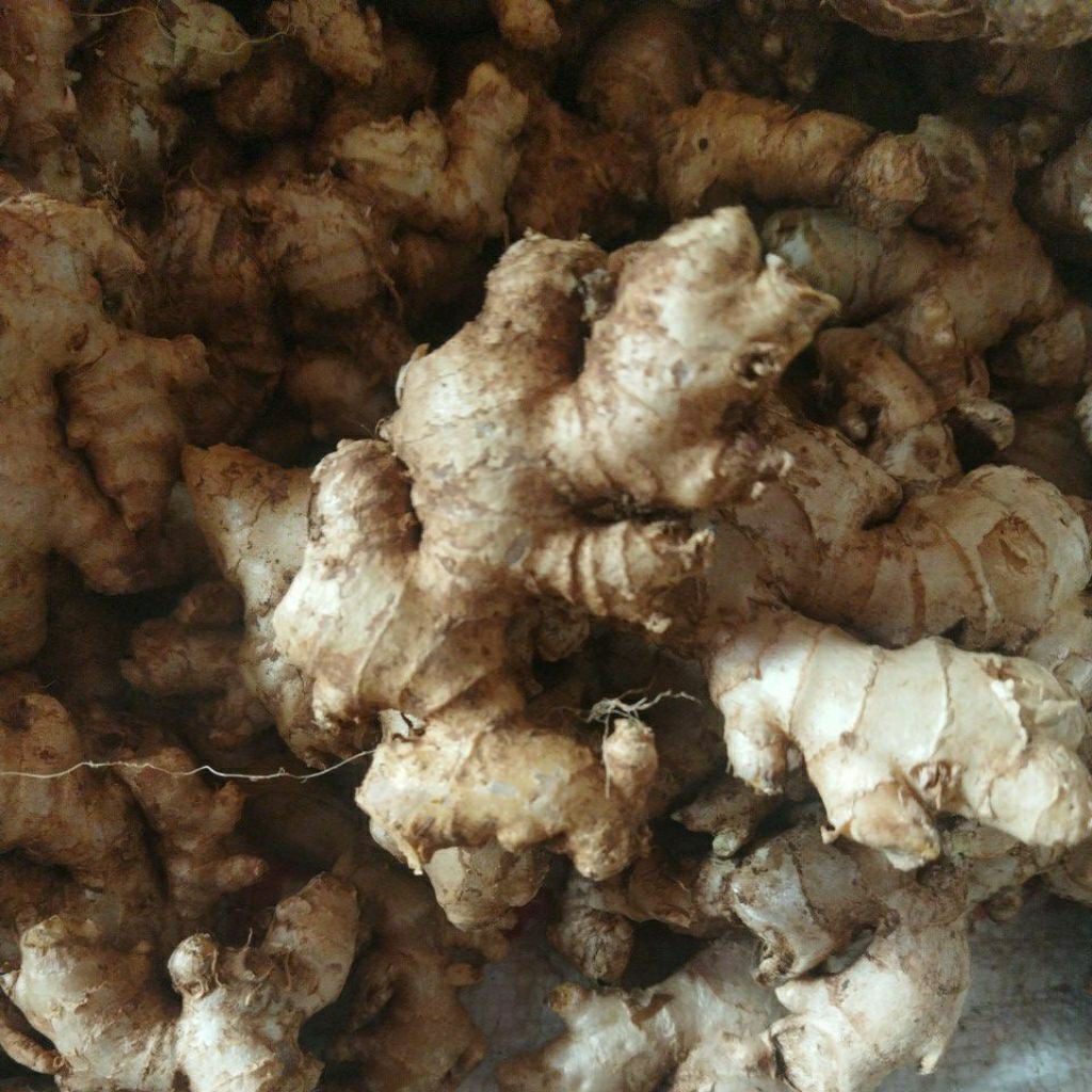 

jahe emprit asli varietas kecil pedas 1kg sudah cuci cocok utk jamu wedang susu jahe#murah #segar #jaheemprit #segar
