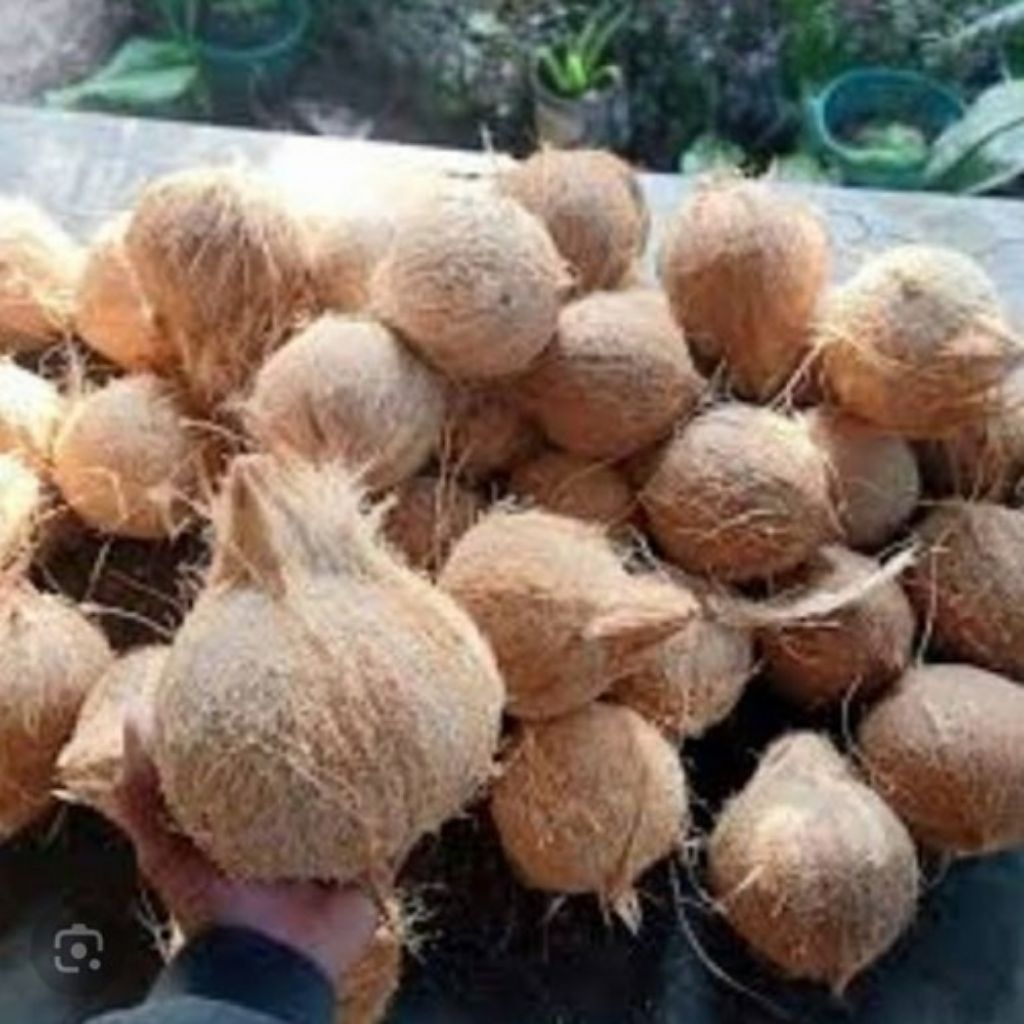 

buah kelapa tua,sudah di kupas per 1 biji
