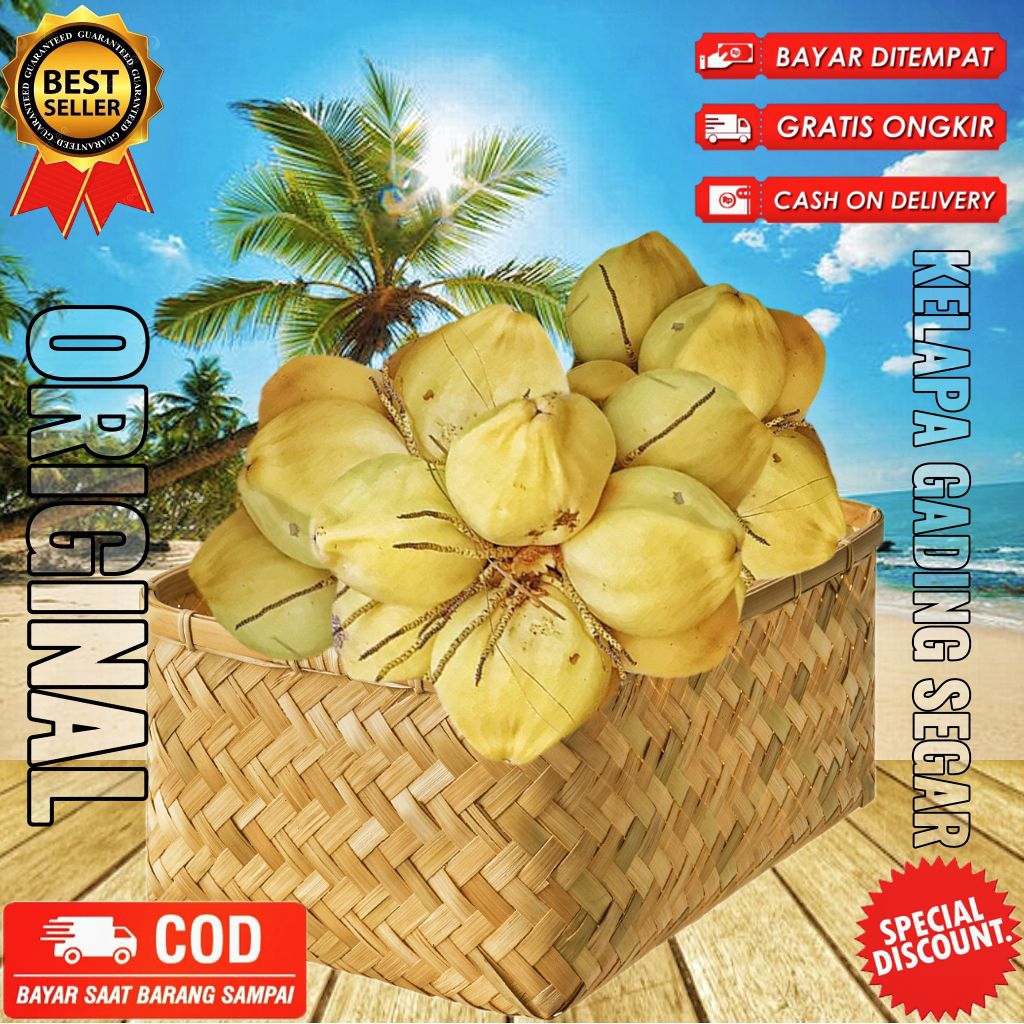 

Buah kelapa gading muda 1 butir warna putih segar fresh dipetik dadakan saat dipesan