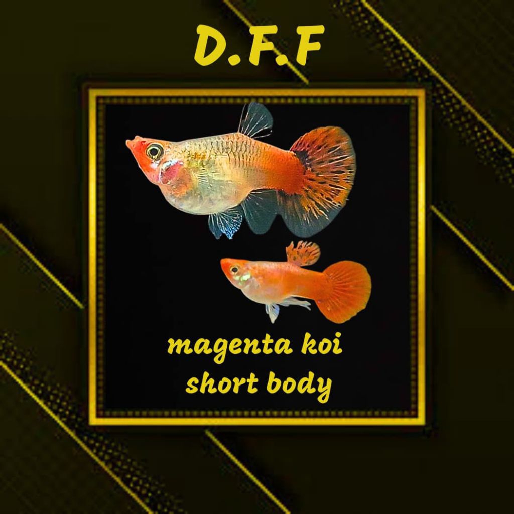 

BOX STEROFOAM - MAGENTA K0I SB RB & K0I SB NORMAL