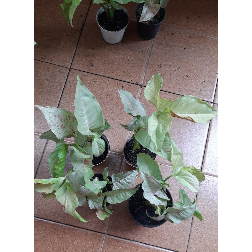 singonium milk confetti