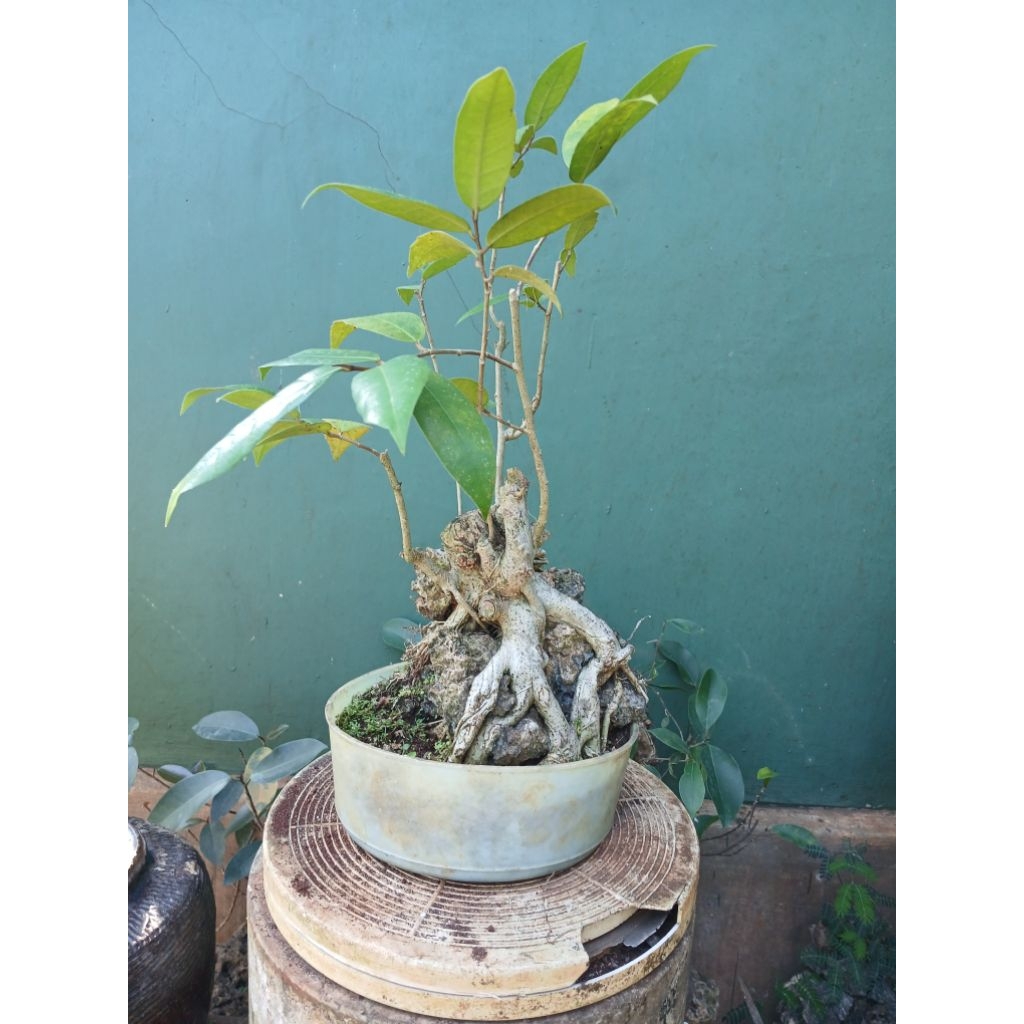 Bonsai ampelas on the rock