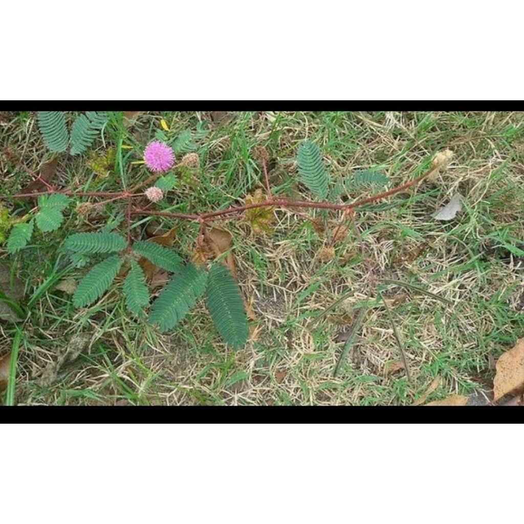 

Daun putri malu 250 gram petik langsum kirim