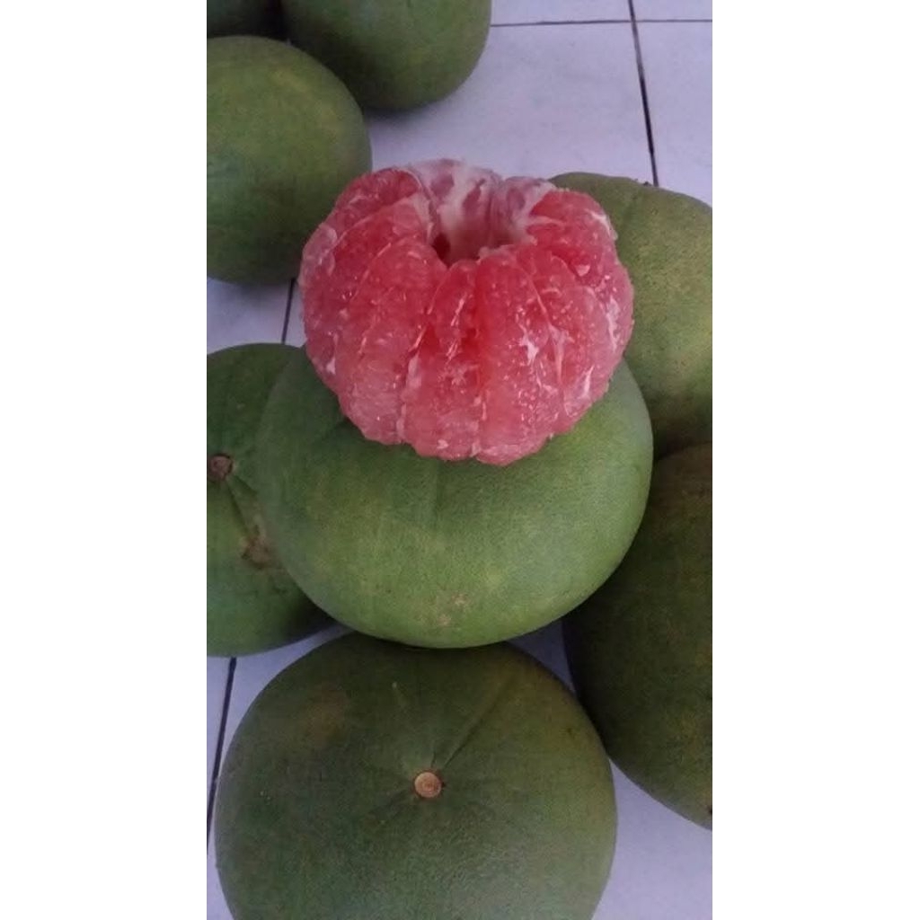 

jeruk pamelo madu muria,rasanya manis dan berair/berat 2-2,4kg