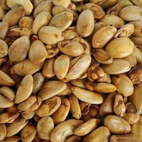 

1 kg Kacang Kedawung Premium Matang / Kedawung Premium Besar