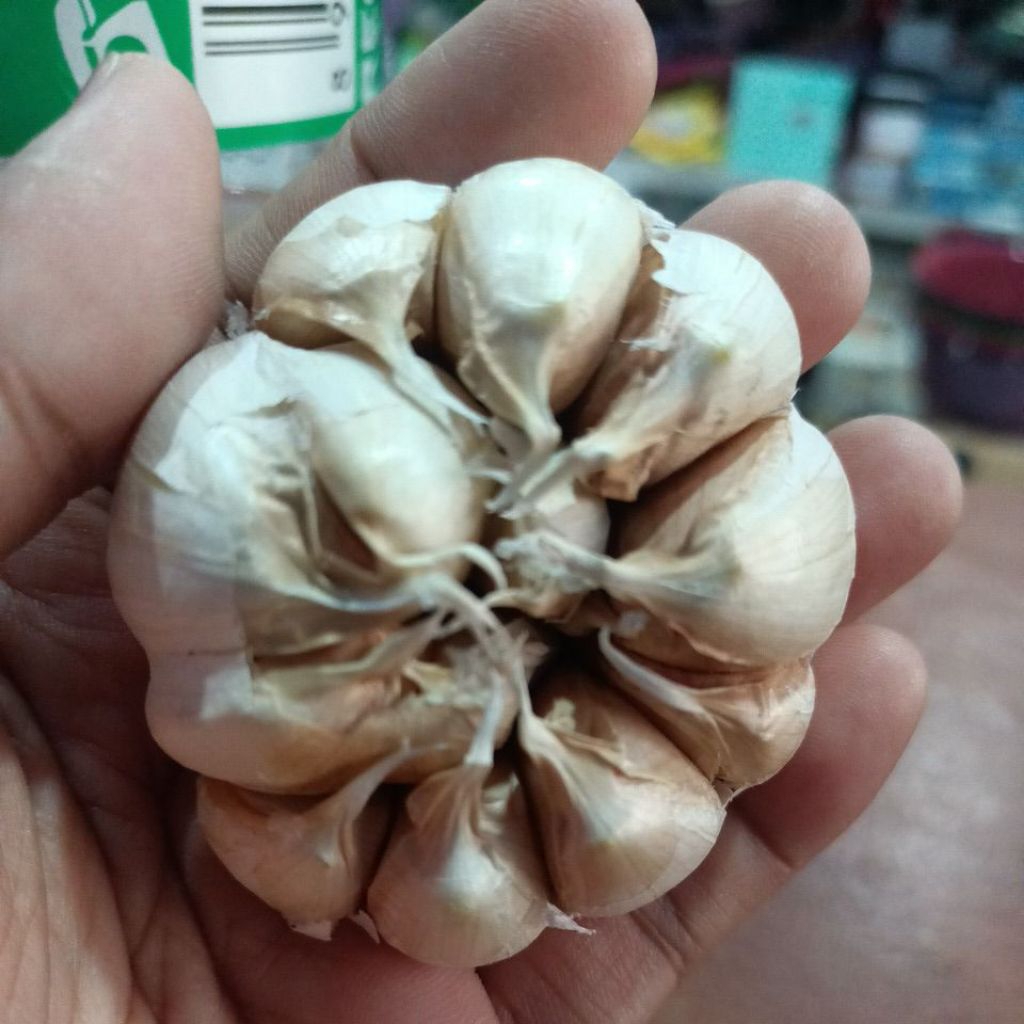 

bawang putih tua besar