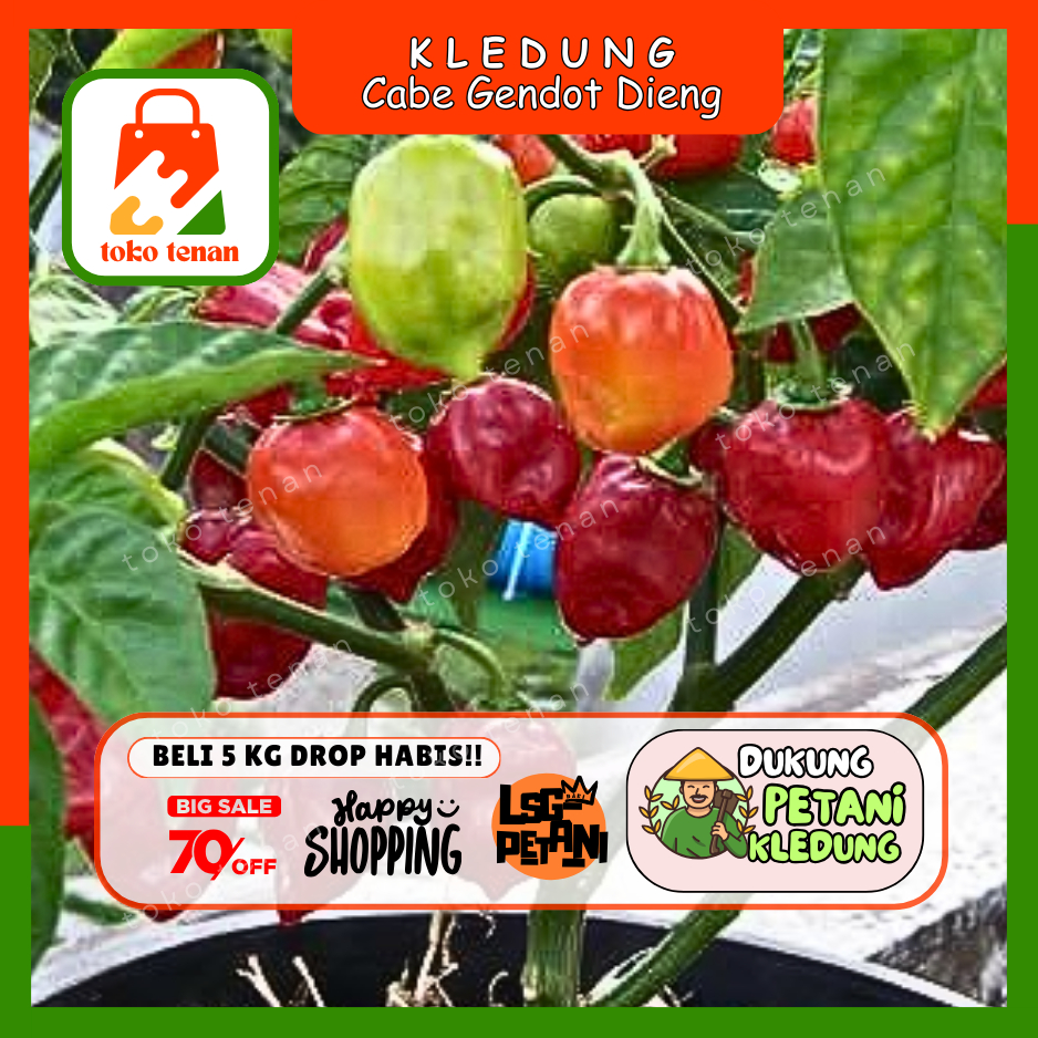 

TOkotenan // Cabe Gendot Cabe Dieng (HIJAU MERAH MIX)-- Sayur Gunung Ecer (H)