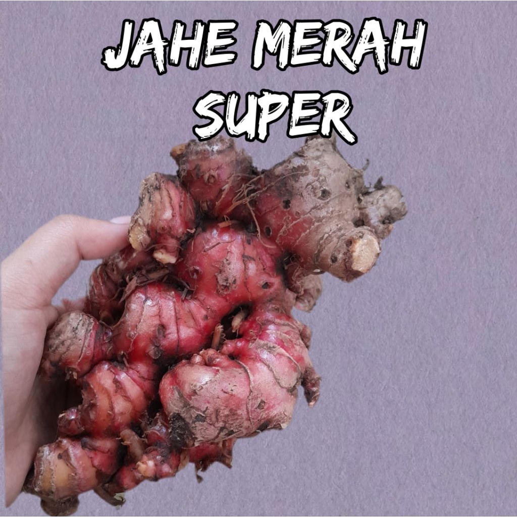 

1 kg JAHE MERAH SUPER| fresh masih ada tanah| asli lokal malang.