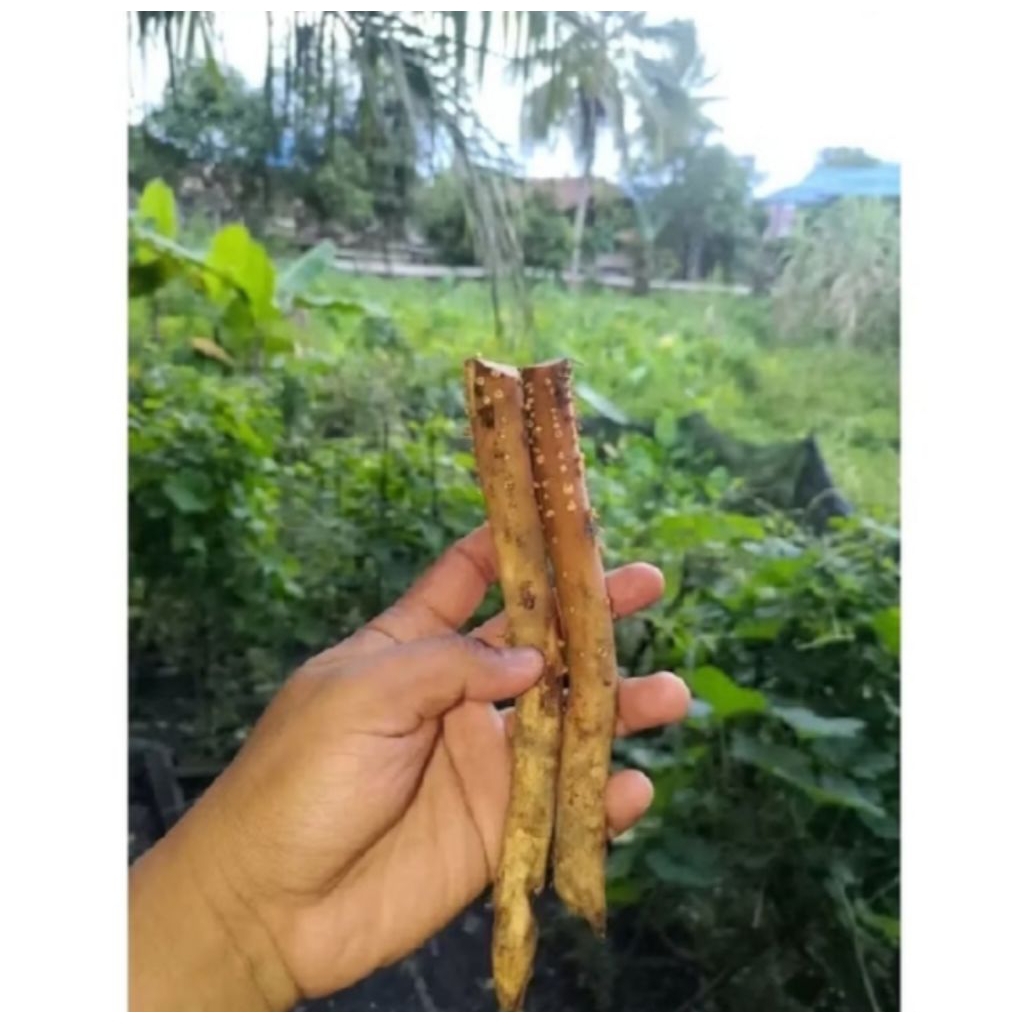 

Akar Pinang Herbal 250gr Segar