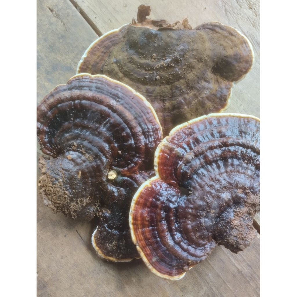 

jamur Lingzhi segar 500gram