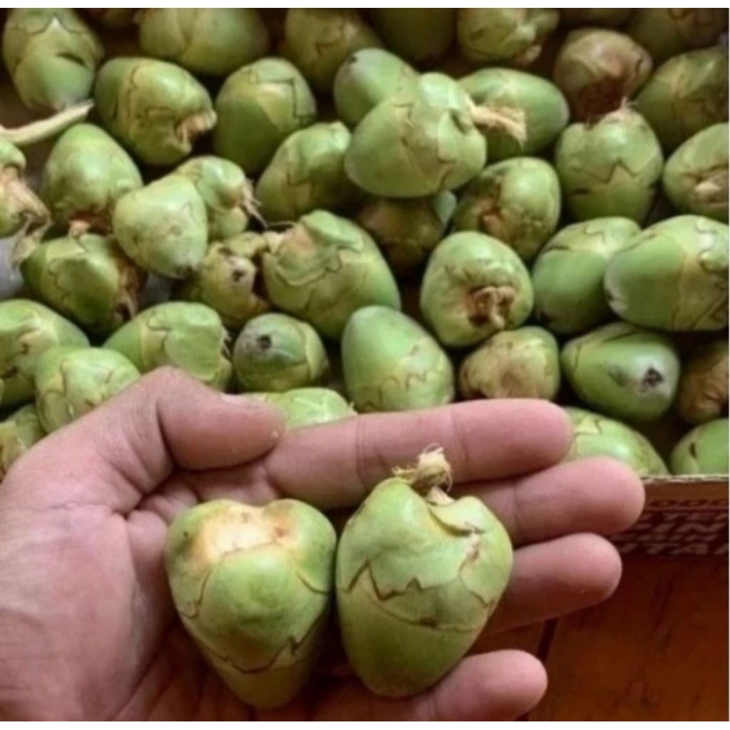 

Tembuluk Tembeluluk Belululuk Beruluk Baruluk Kelapa muda Cengkir Satuan Segar