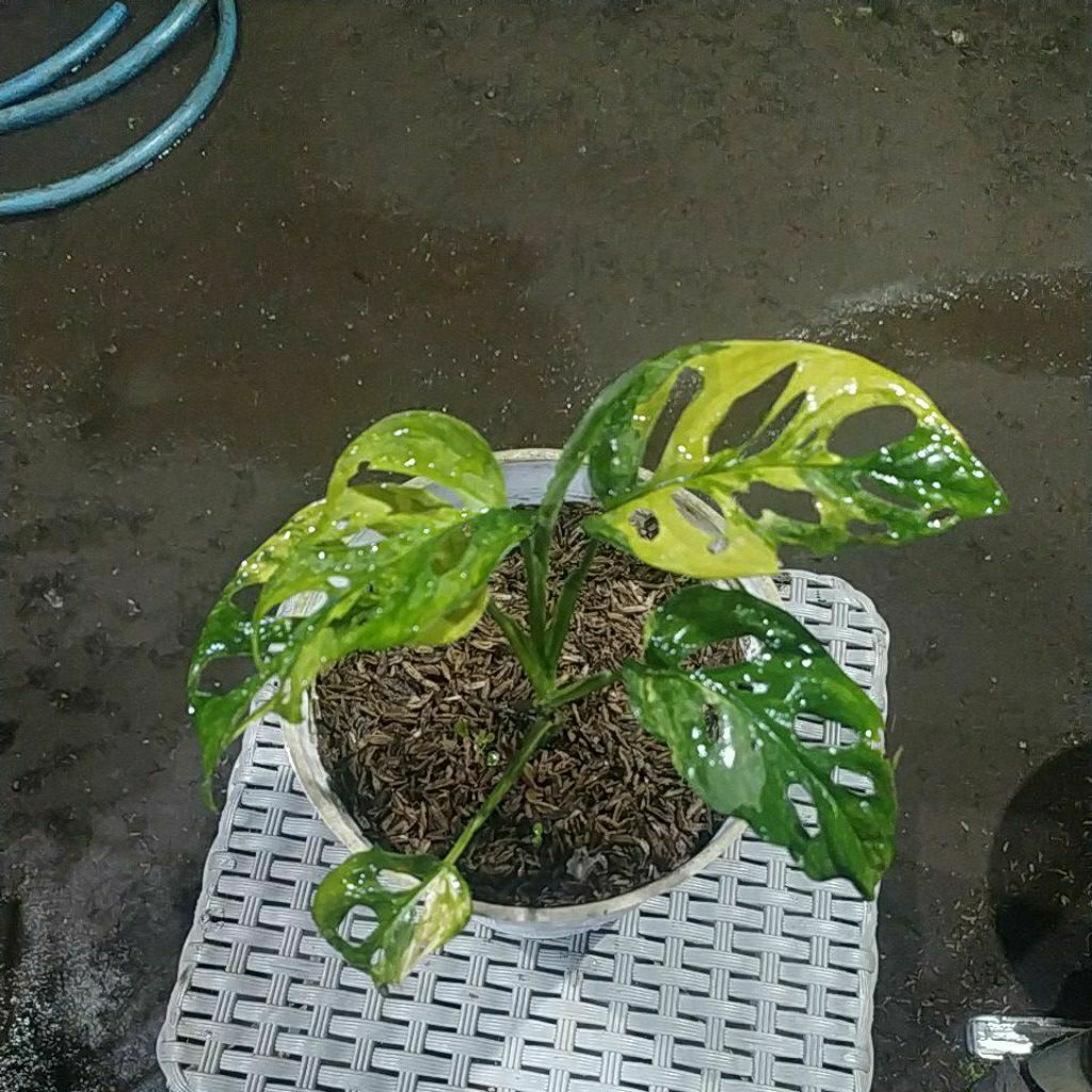 Janda bolong acuminata varigata