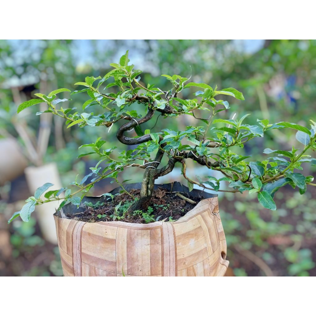 bonsai loa mame liukan xtrim