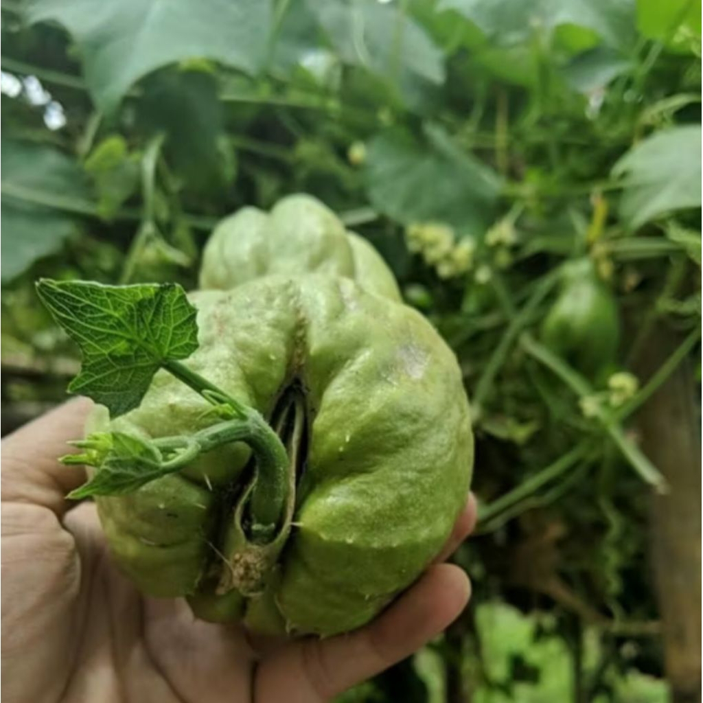 

Labu siam jumbo siap tanam per 5bibit