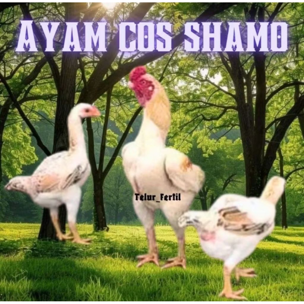 

PROMO!! telur ayam cos shamo ori bisa untuk di tetaskan