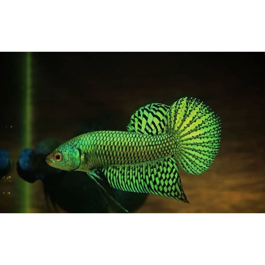 cupang alien green kualitas terbaik, ikan galak, mental bagus