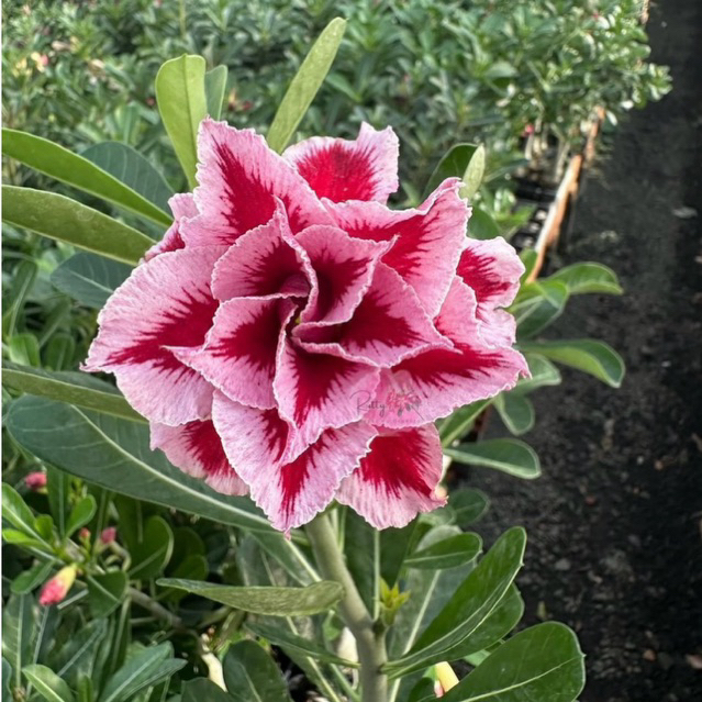 [TOP] ADENIUM BUNGA TUMPUK HASIL GRAFTINGAN / STEK SENDIRI KUALITAS TERBAIK GRADE SIZE A part3