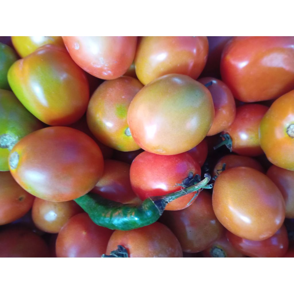 

BUAH TOMAT TOMATO MERAH SEGAR