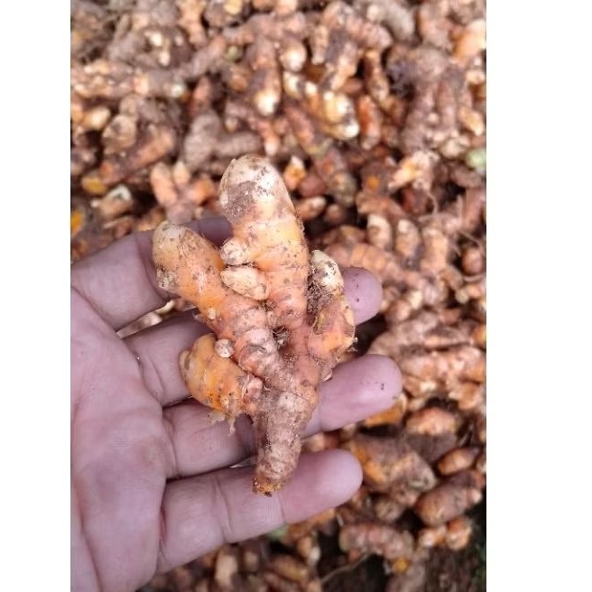 

kunyit bumbu segar koneng bumbu masak 500g