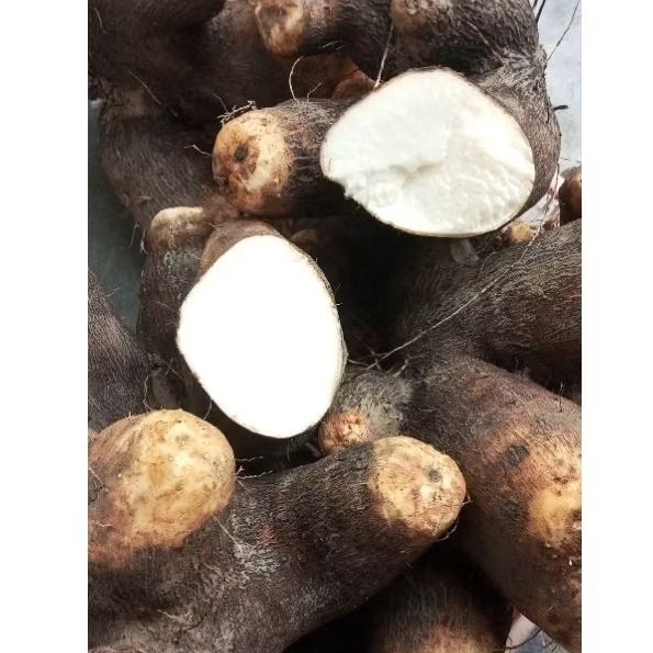 

Ubi Uwi fresh Putih Asli Bancar 2kg / Umbi Uwi Tuban Pulen Manis 2kg