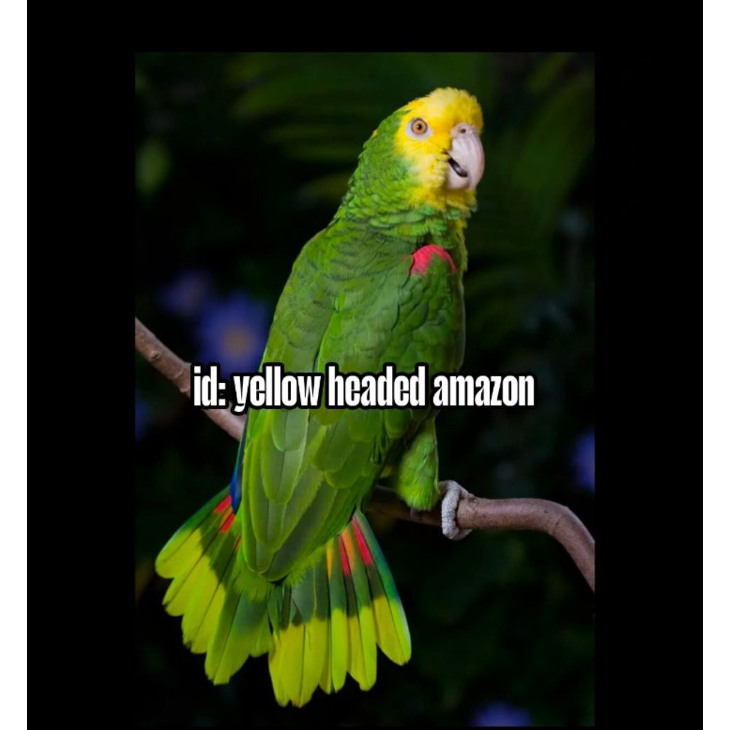 

Telur fertil siap tetas macaw yellow headed amazon 2butir 100% menetas