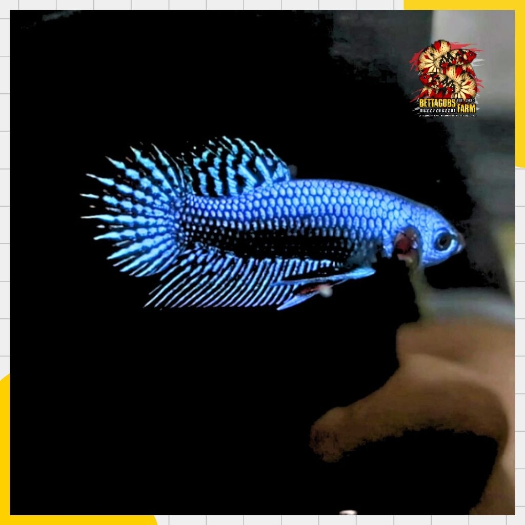 Cupang AlienBlue Hybrid