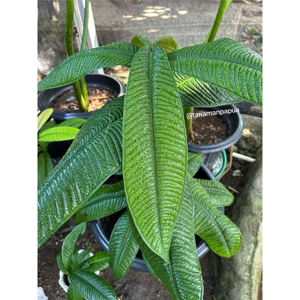 Syzygium Jiewhoei Tanaman Jambu Papua