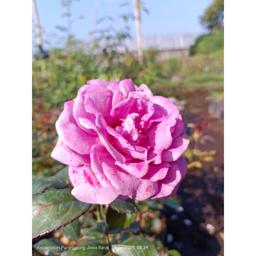 bunga mawar jenis ungu