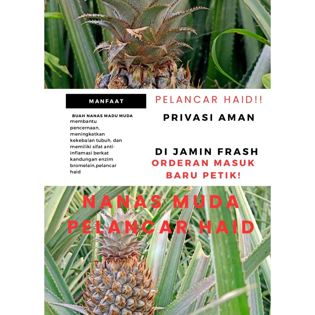

Nanas Madu Muda Frash Langsung Petik Dari Kebun