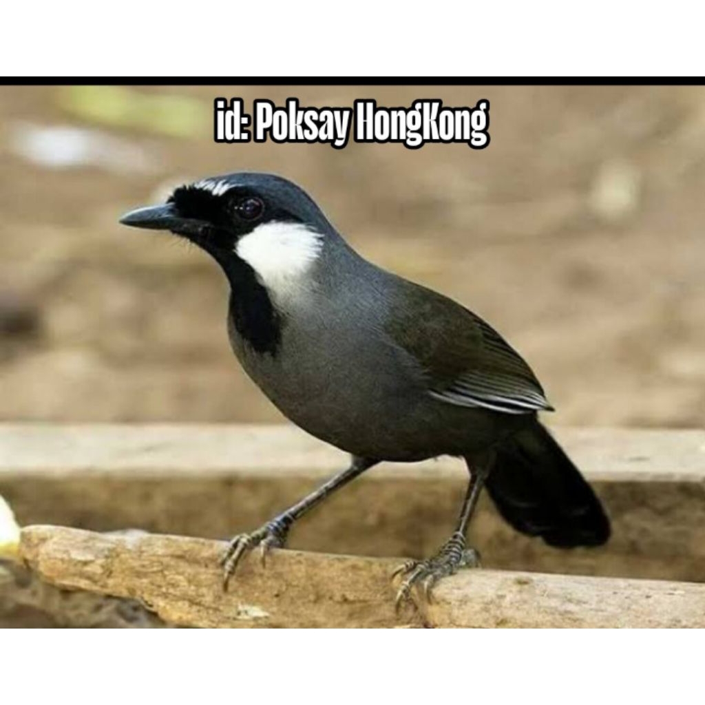 

Telur fertil siap tetas poksay HongKong 2 butir 100% menetas