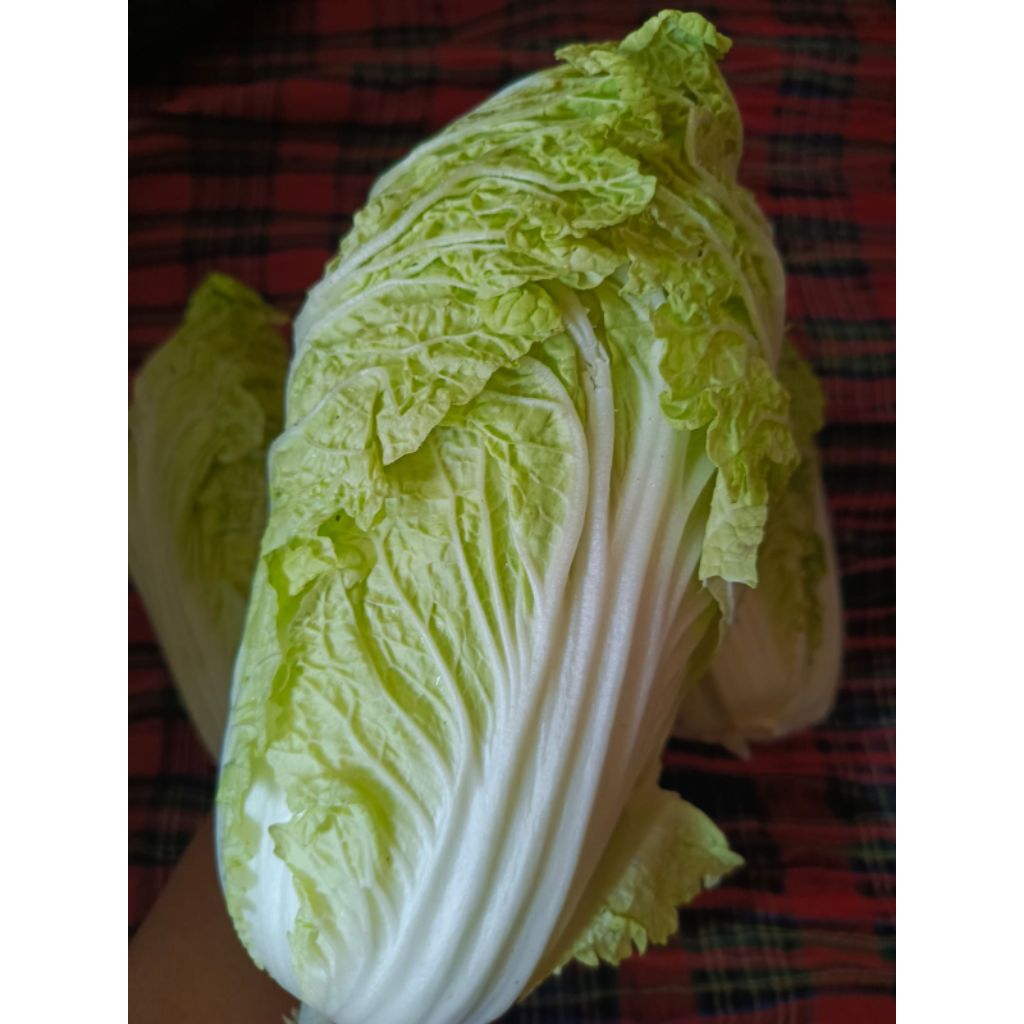 

Sawi Putih 500gr