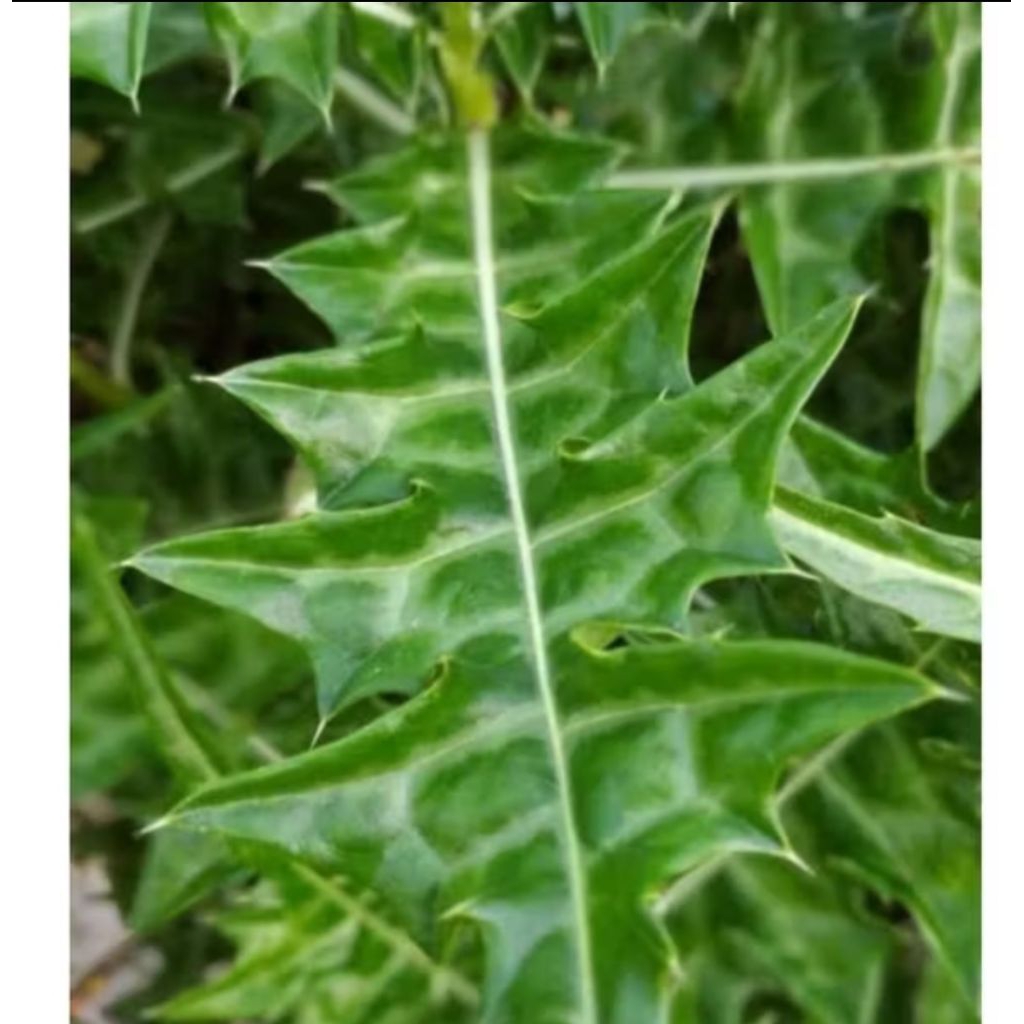 

daun herbal daruju jarruju 10 lembar