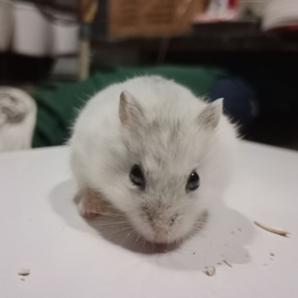 Hamster Winter White