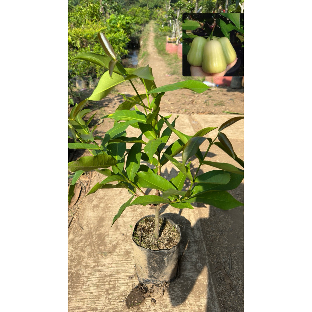 bibit jambu madu deli hijau