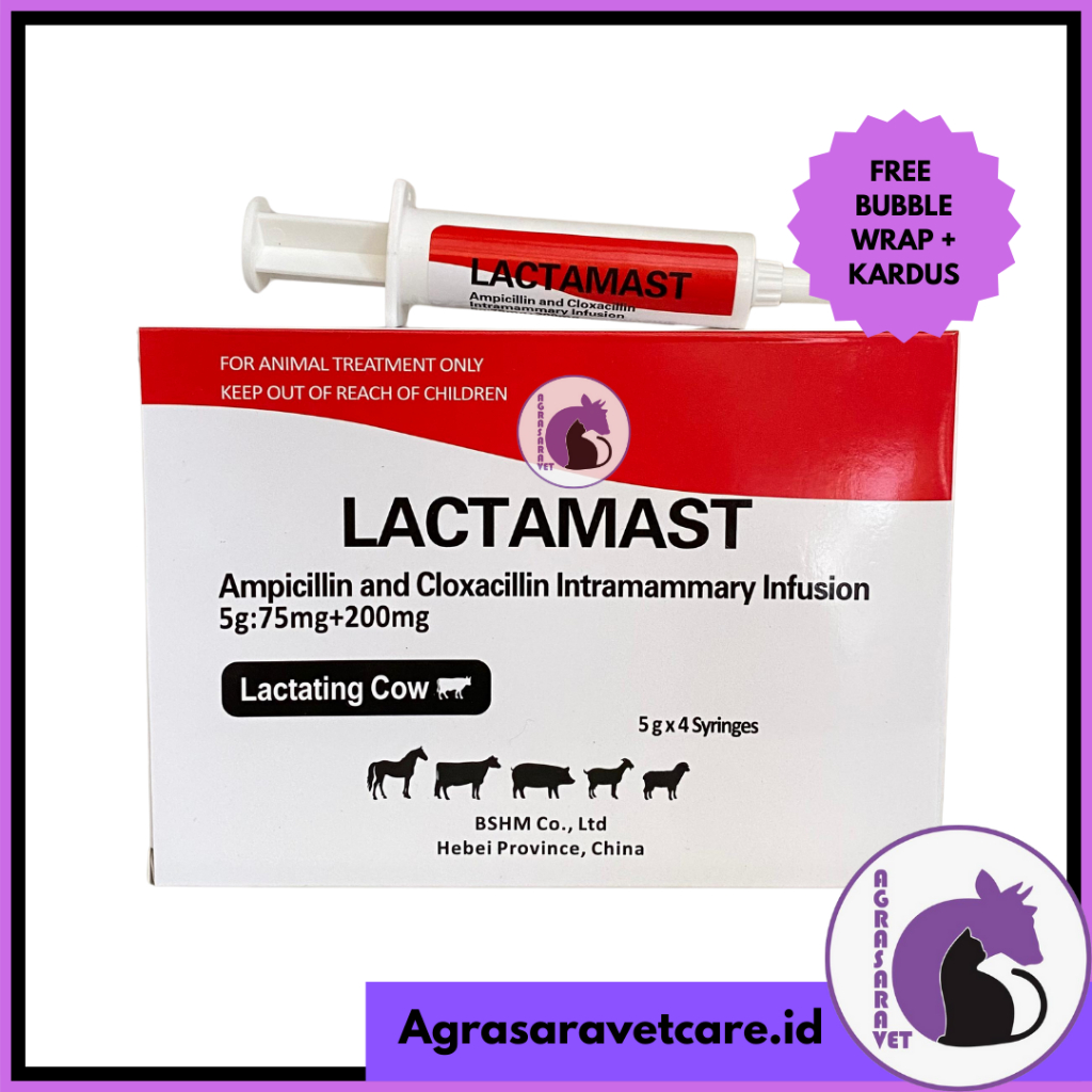 Lactamast 5gr - Antibiotik Intramammary untuk Pengobatan Mastitis pada Sapi Perah
