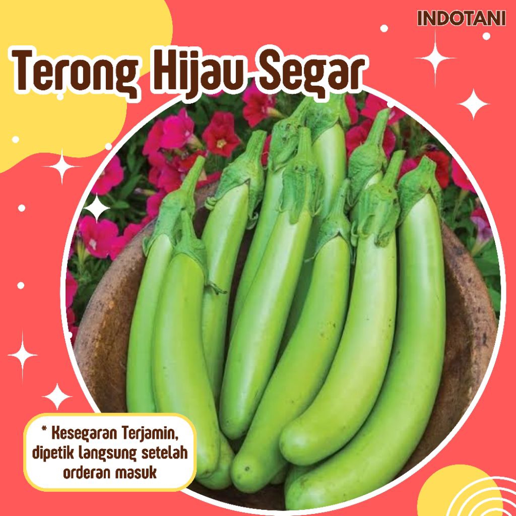 

INDOTANI_ Terong Hijau Segar