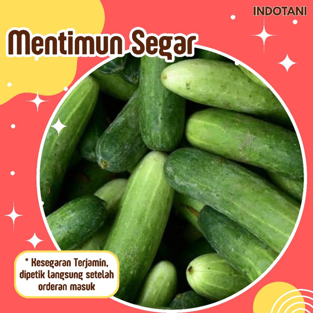 

INDOTANI_ Mentimun Segar Berkualitas / Sayuran Segar Indotani