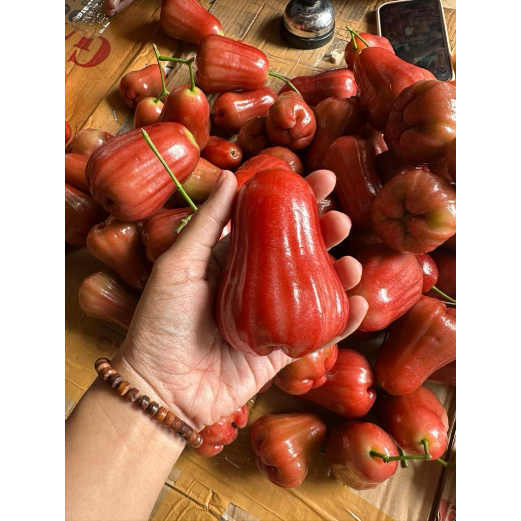 

Jambu citra Pati 1kg manis segar fresh merah