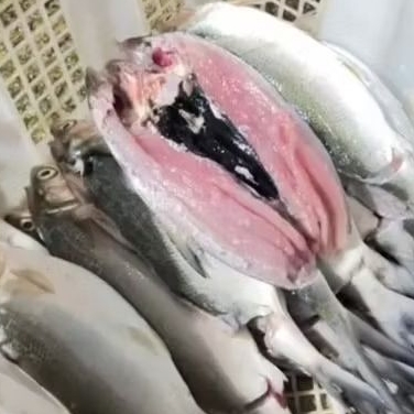 

Frozen Bandeng Cabut Duri 1ekor MURAH