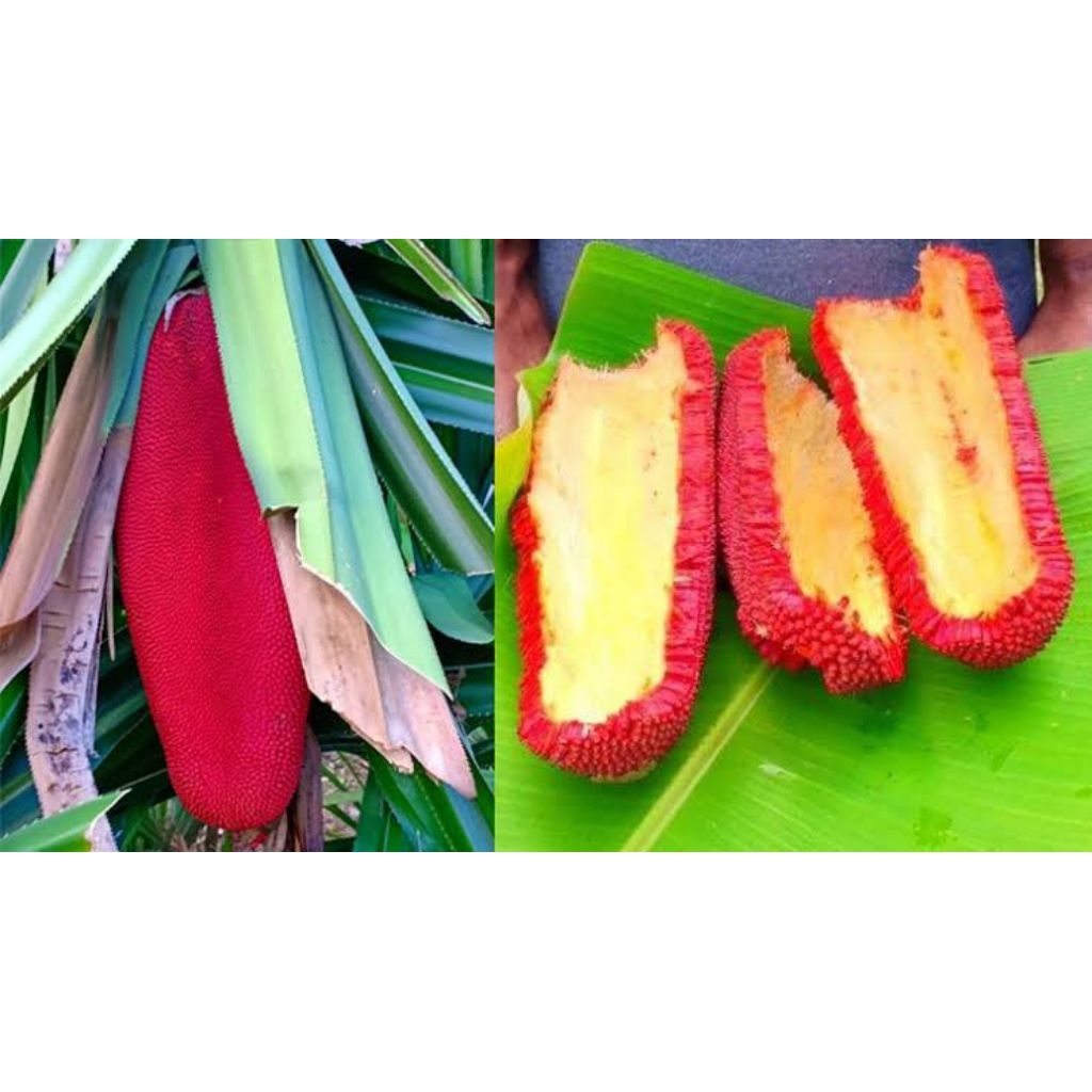 

Buah Merah Papua Kap