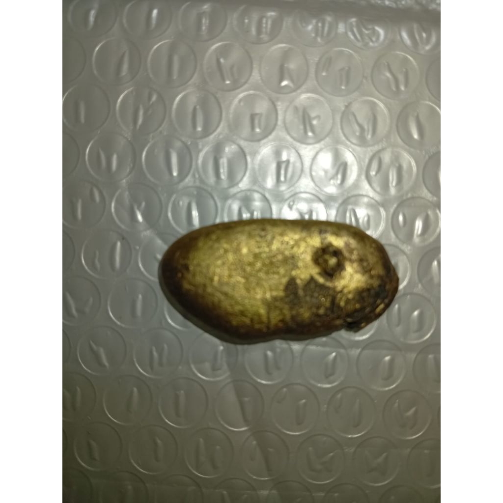 logam berlapis emas temuan alam