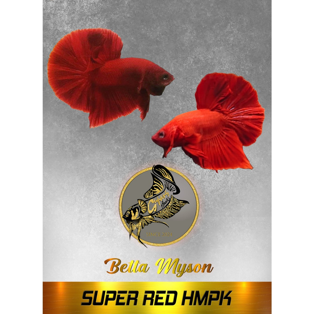 BETTA SUPER RED HMPK MERAH MERONA, CUPANG VIRAL KUALITAS PREMIUM