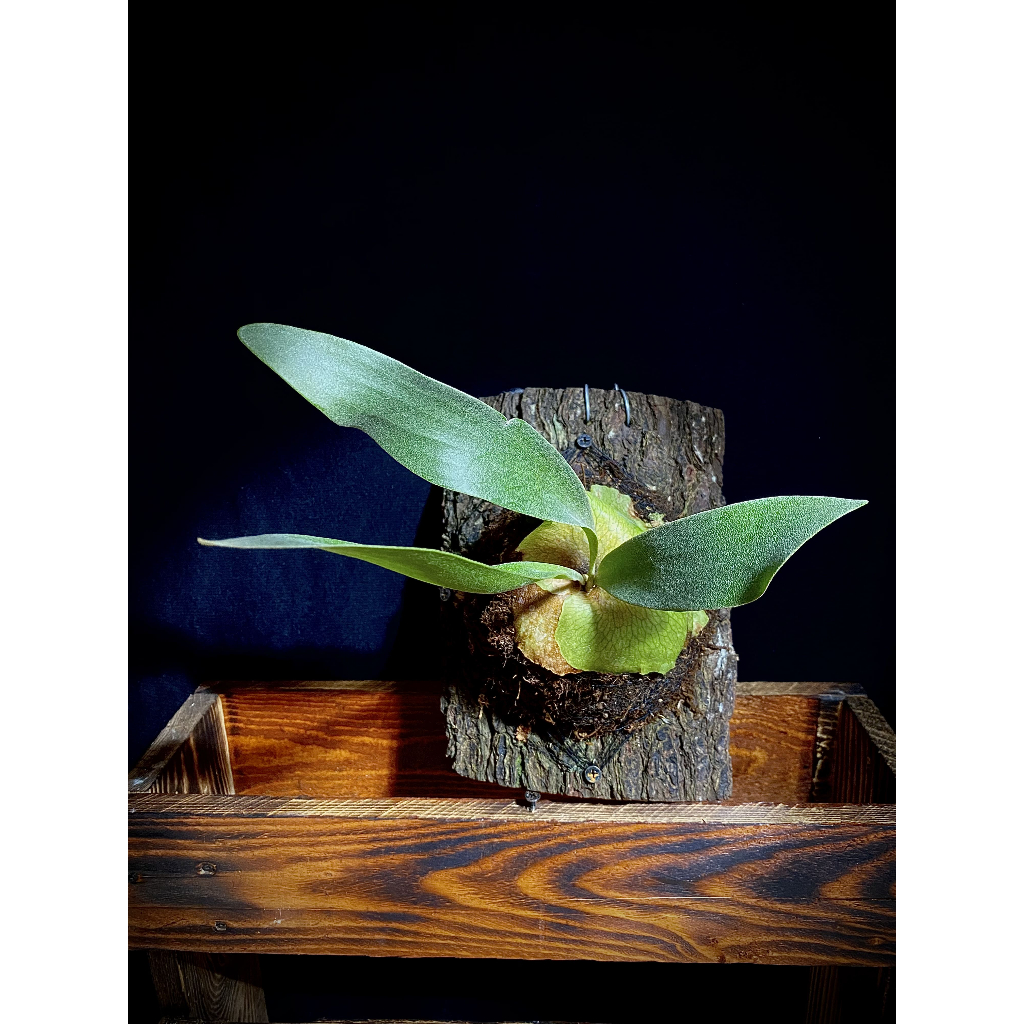 Platycerium Hillii Panama