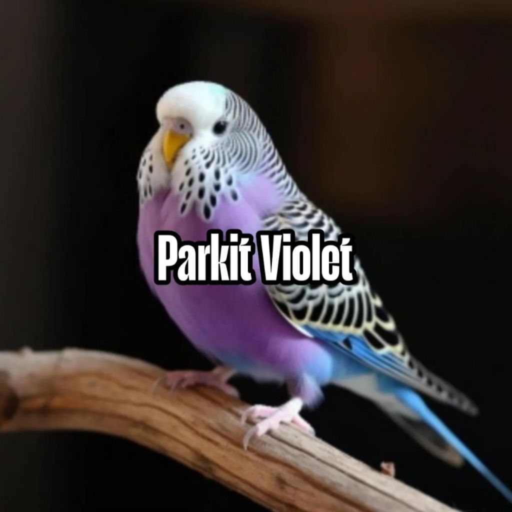 

Telur parkit violet fertil isi 2 100% siap tetas